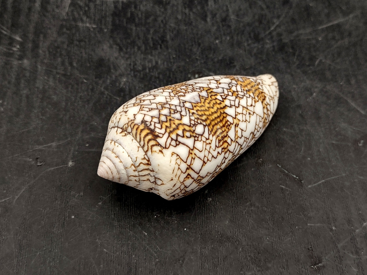 Cloth of Gold Cone Seashell - Conus Textile - (1 shell approx. 2.5-3 inches). One white, brown, and orange patterned beautiful shell with almost a mountain like pattern. Copyright 2022 SeaShellSupply.com.