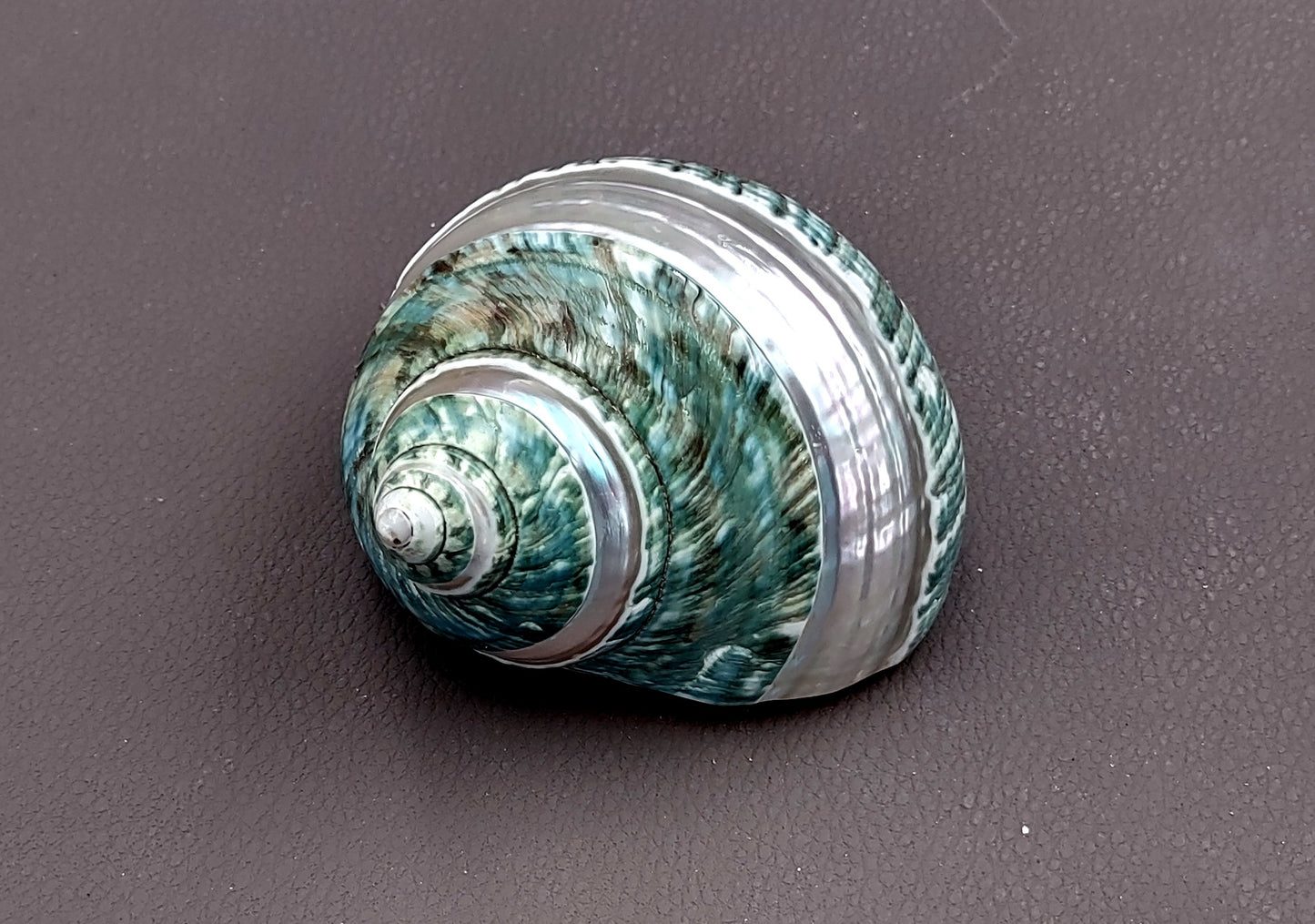 Polished Jade Green Turbo Seashell with Pearlized Stripe Turbo Burgessi (1 shell approx. 3+ inches) Shell for hermit crabs or collecting!