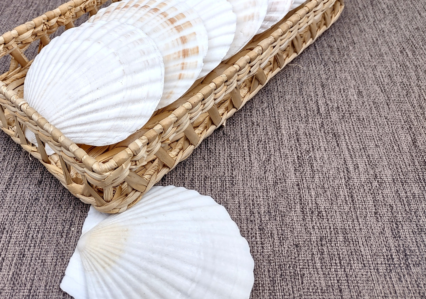 Irish Deep Baking Scallop Seashells - Pecten Yessoensis - (4 shells approx. 3 - 4")
4 white scallop sea shells on a stone background
Copyright 2022 SeaShellSupply.com