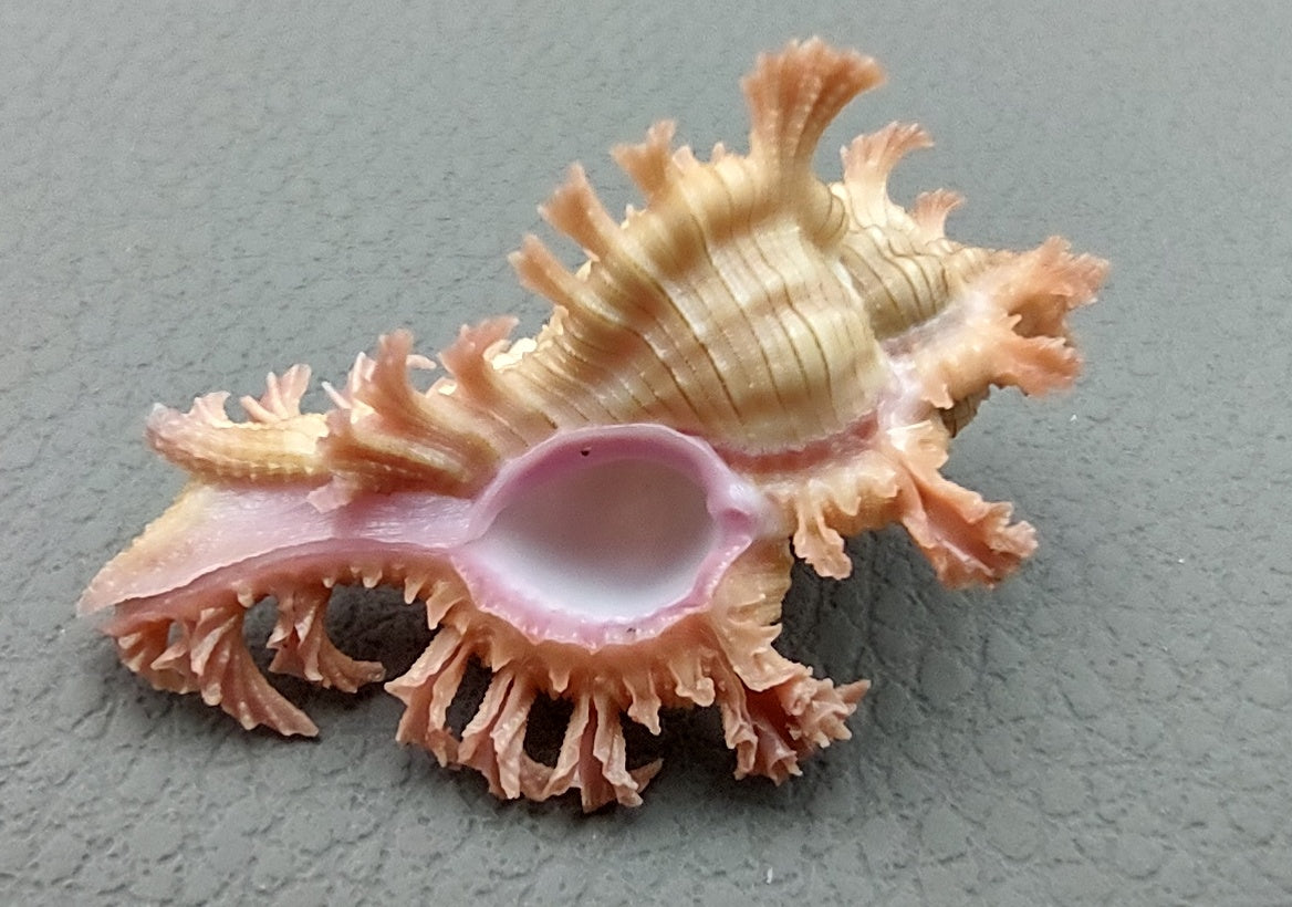 Pendant Murex - Chicoreus Aculeatus - (1 shell approx. 1.375 inches). Wild pink and orange shell on grey backgrond. Copyright 2022 SeaShellSupply.com.