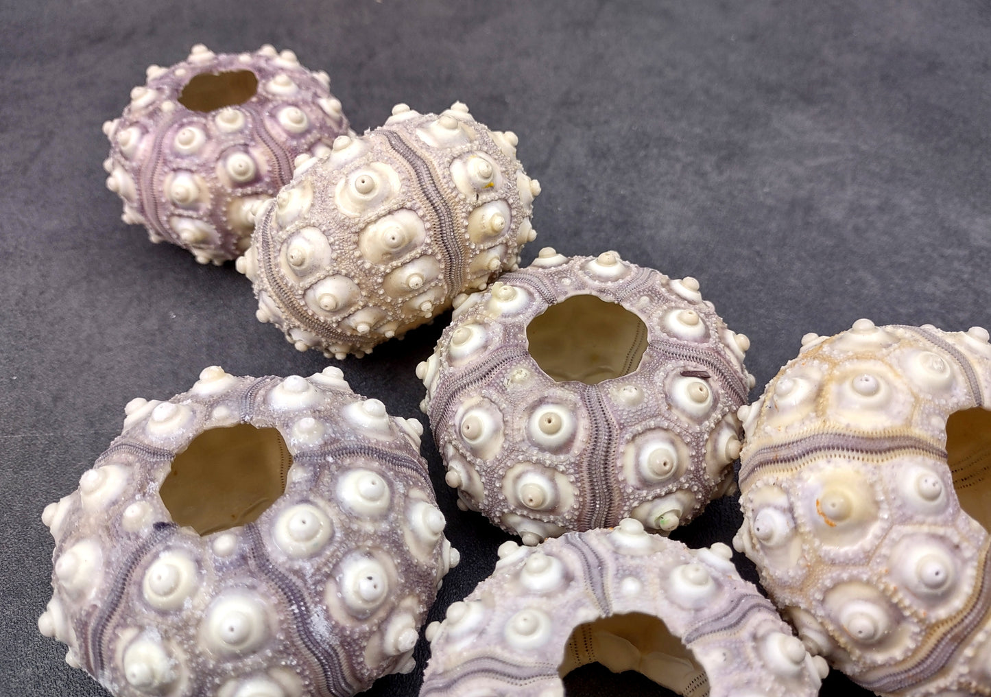 XL Sputnik/Thai Sea Urchins - Phyllacanthus Parvispinus - (2 urchins approx. 2.5+ inches). Two sand textured hollow Urchins with an opening in the top. Copyright 2024 SeaShellSupply.com.