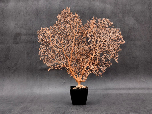 Red Orange Sea Fan Coral Echinogorgia SP (1 fan approx. 7-9+ inches) Adorable sea fan for any coastal projects or as a collection addition!