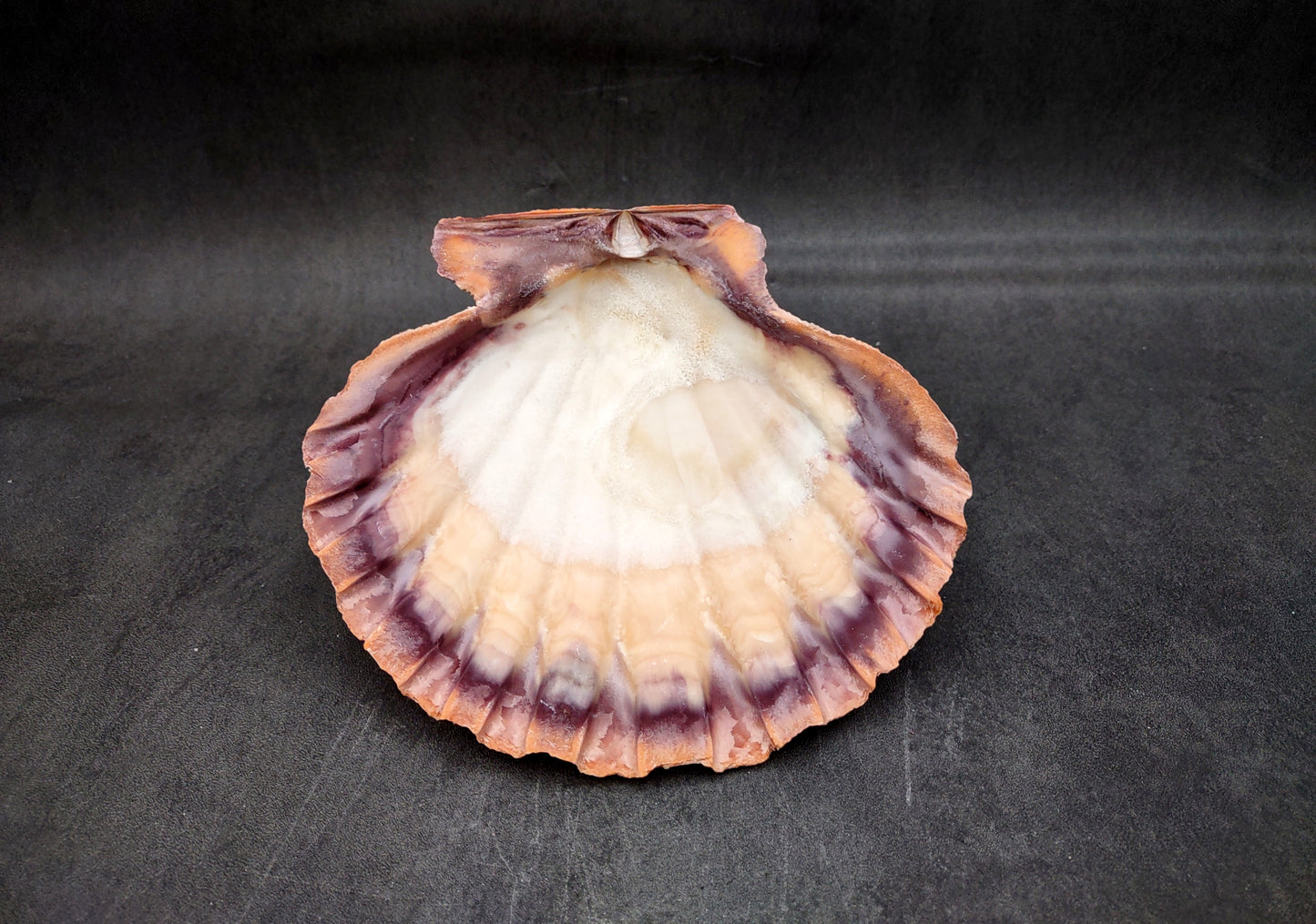 Orange Lion's Paw Scallop Seashell Pecten Subnodosus (1 shell approx. 6+ inches) Great shell for ocean decoration art projects & crafting!