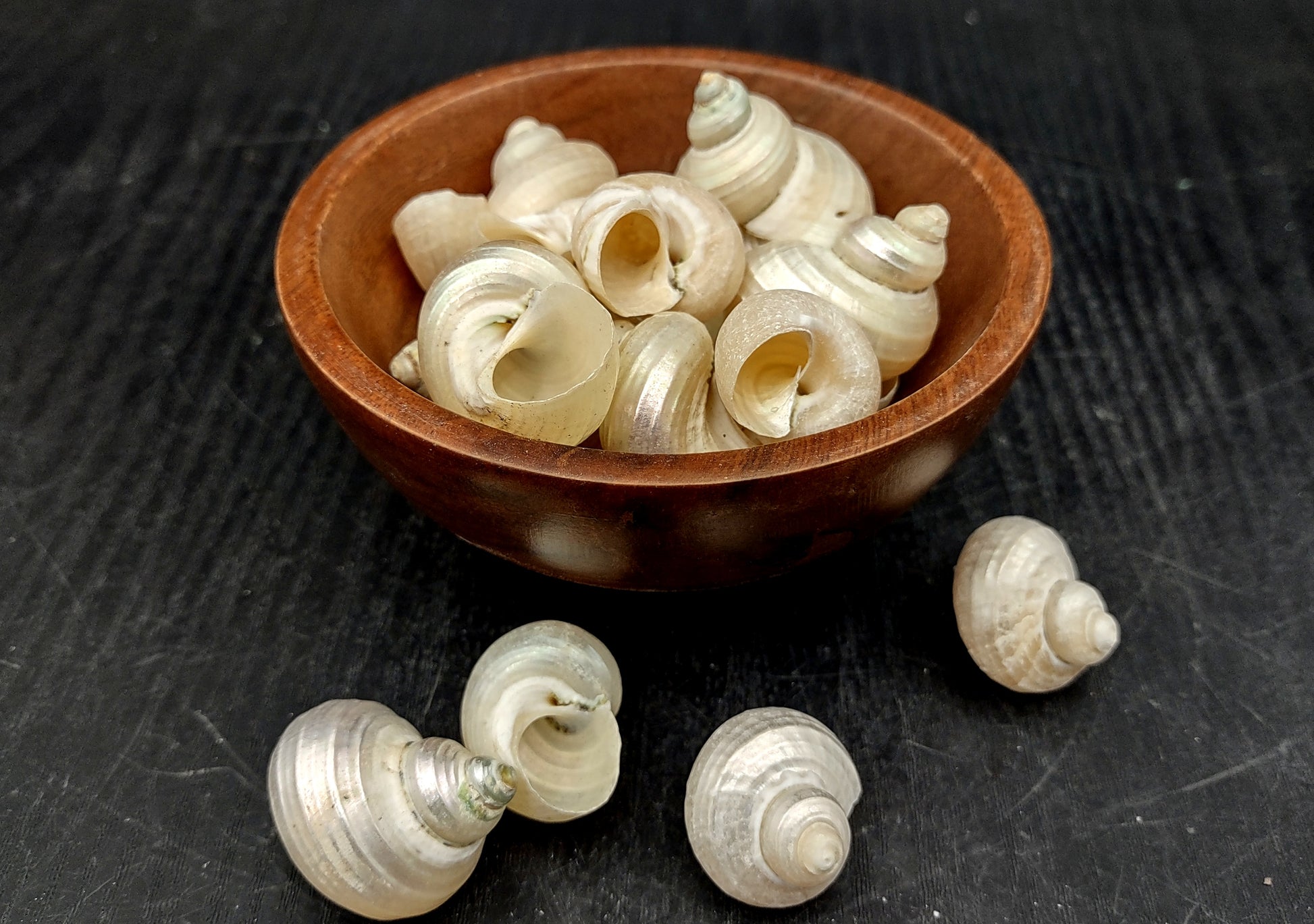 Pearlized Turbo Seashells (10 pcs.). Pile of spiral white glazed shells with medium sized openings. Copyright 2022 SeaShellSupply.com.