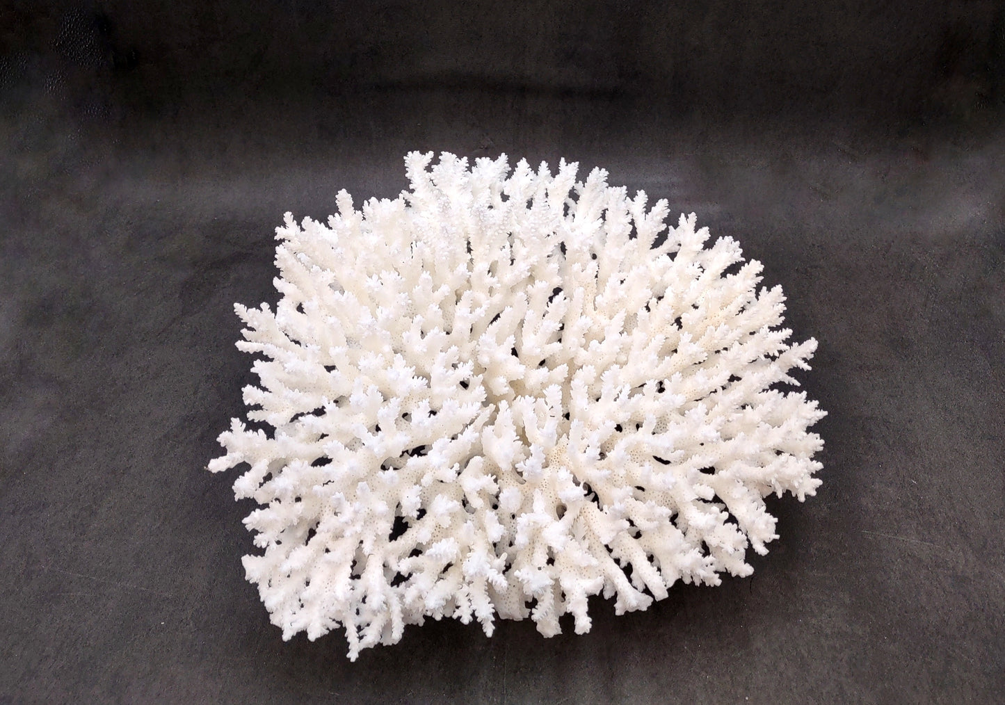 White Table Coral Large Cluster Acropora Latistella (1 coral approx. 13L x 6H x 10D inches) For home decor display & collecting!