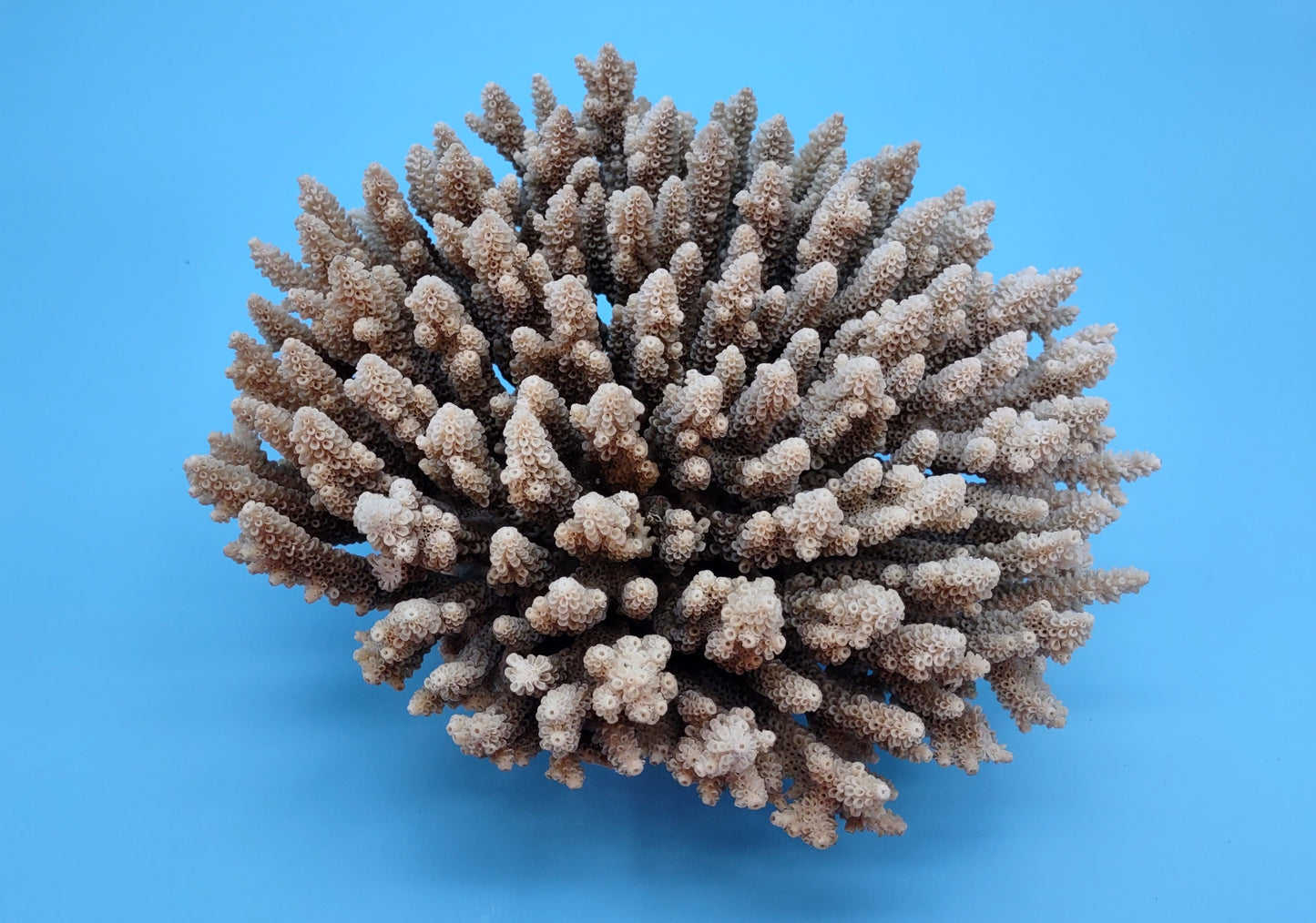 Off White Natural Table Coral Cluster Acropora Latistella (1 coral approx. 7-8+ inches) For home decor display & collecting!