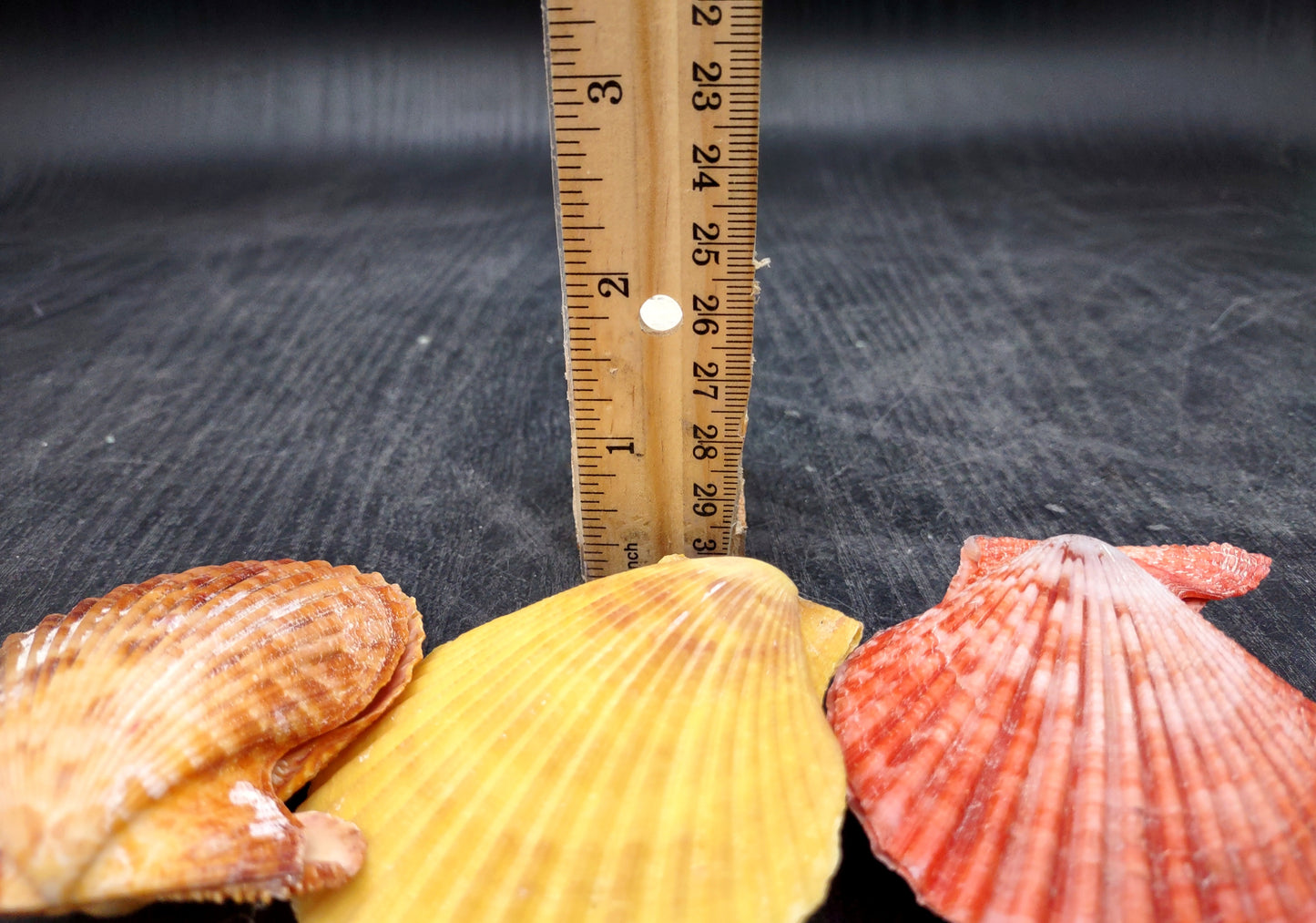 Noble Scallop Seashell Pairs Pecten Nobilis (3 shell pairs approx. 2.5+ inches). Copyright 2024 SeashellSupply.com