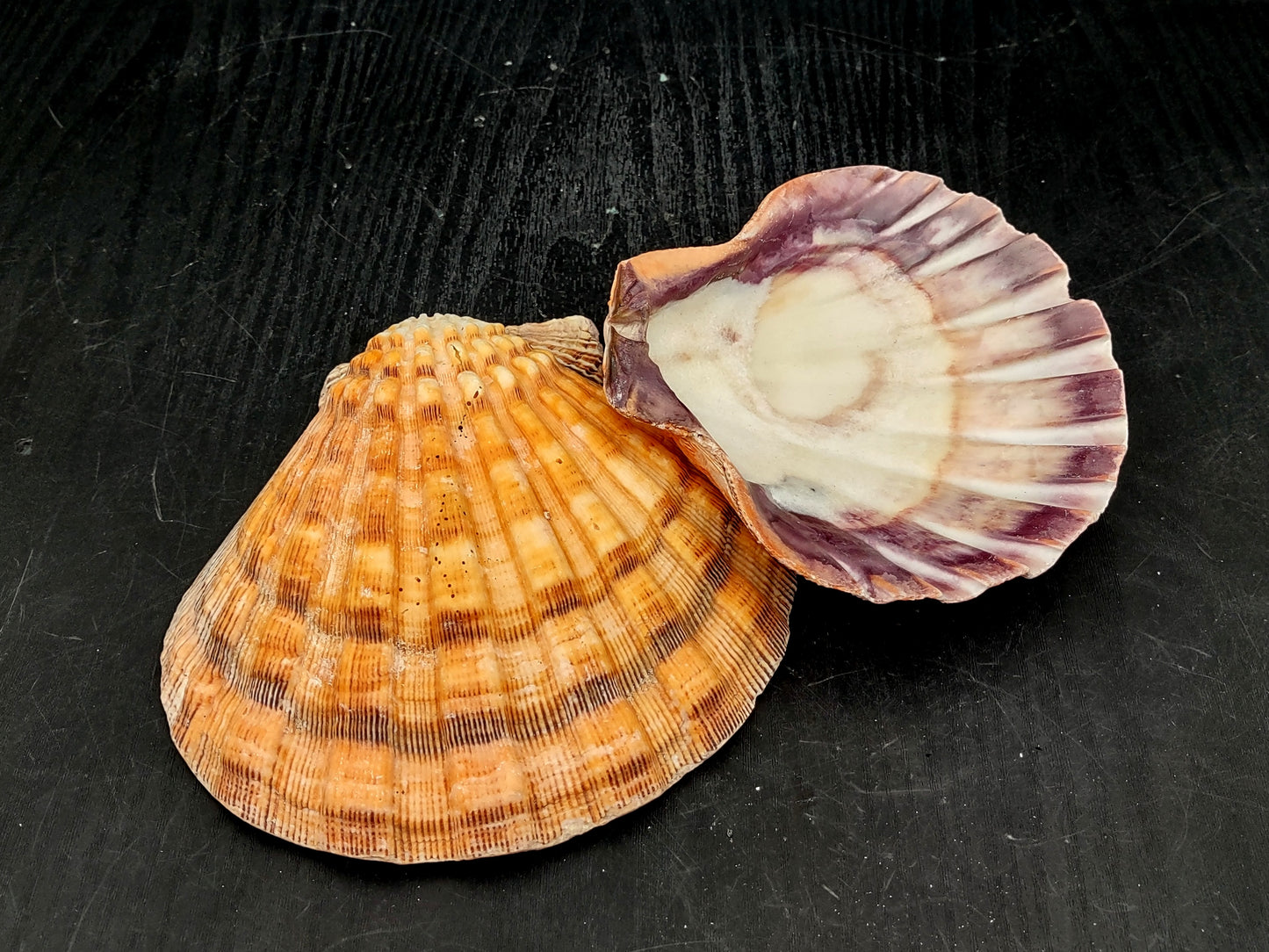 Orange Lion's Paw Scallop Seashell Pecten Subnodosus (1 shell approx. 5+ inches) Great shell for ocean decoration art projects & crafting!