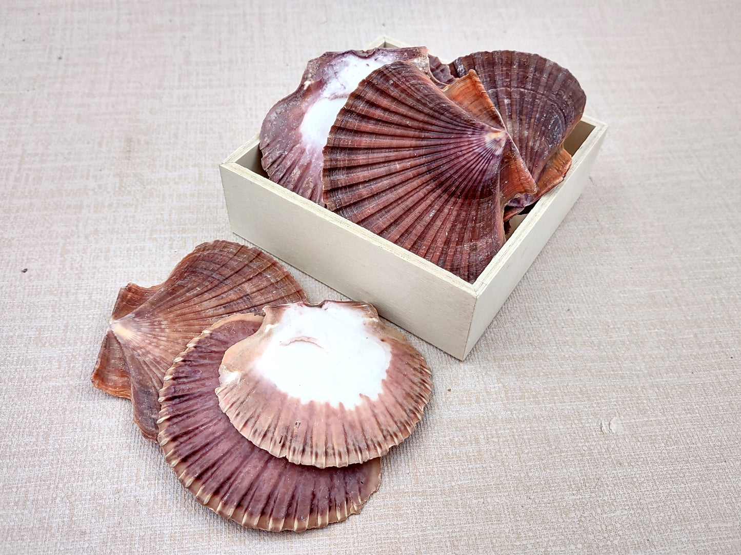 Mexican Flat Scallops - Pecten Vogdesi (10 shells approx. 2-3 inches). Multiple ombre brown ribbed shells in a fanned out system. Copyright 2022 SeaShellSupply.com.