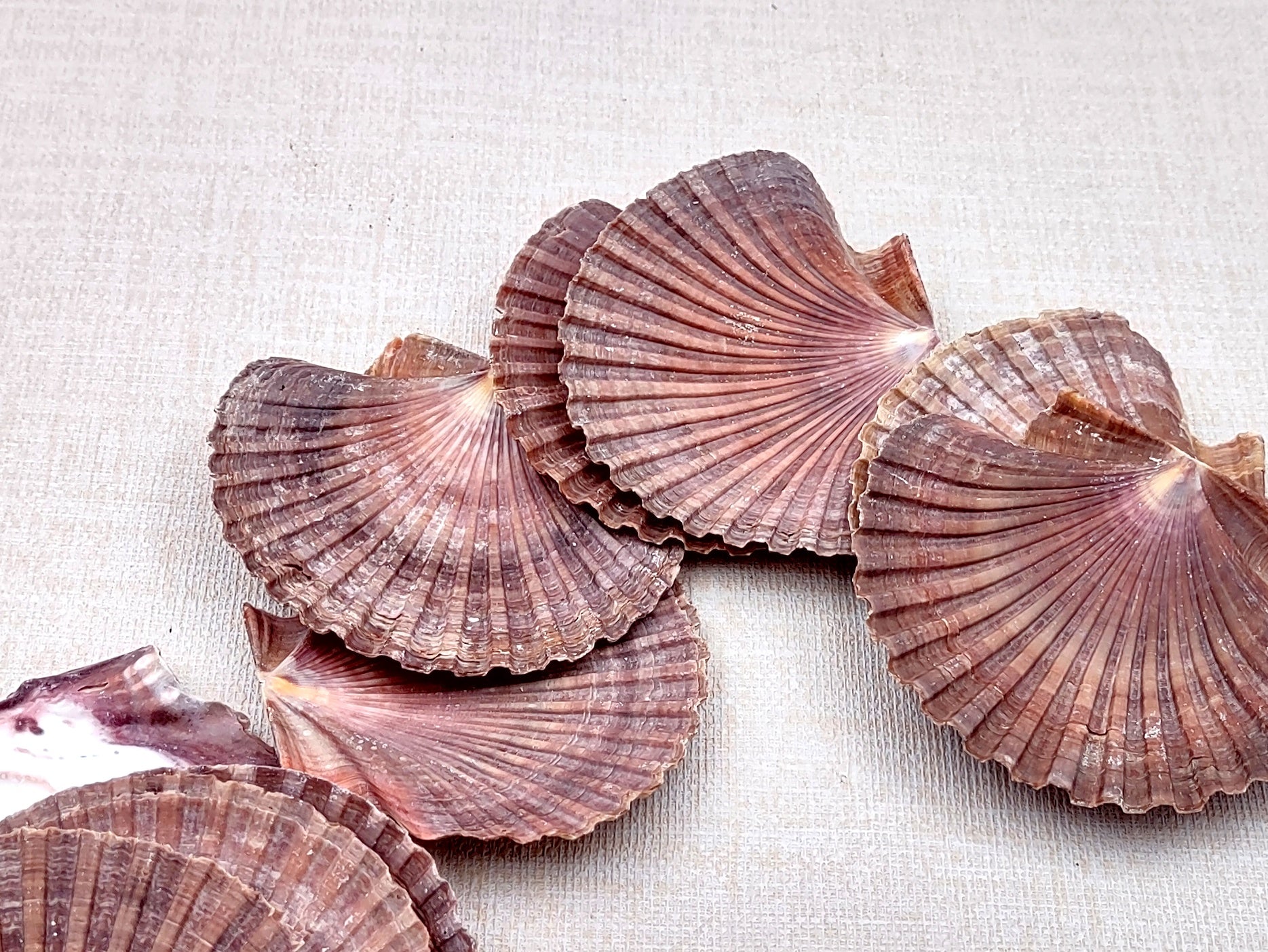 Mexican Flat Scallops - Pecten Vogdesi (10 shells approx. 2-3 inches). Multiple ombre brown ribbed shells in a fanned out system. Copyright 2022 SeaShellSupply.com.