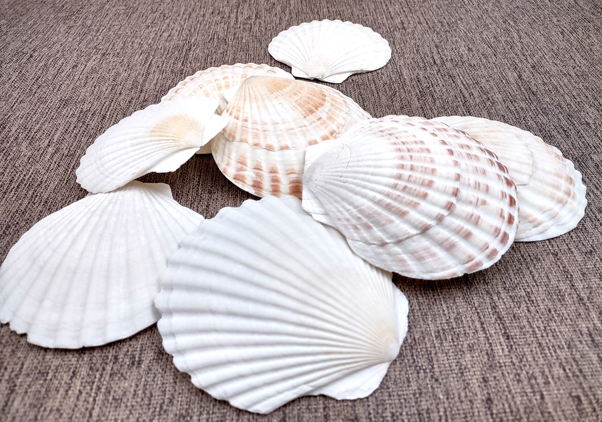 Irish Deep Baking Scallop Seashells - Pecten Yessoensis - (4 shells approx. 3 - 4")
4 white scallop sea shells on a stone background
Copyright 2022 SeaShellSupply.com