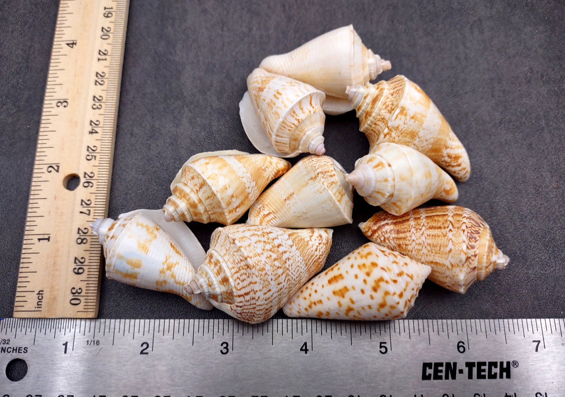 Margined Conch Seashells - Strombus Marginatus - (10 shells). A small pile of white spiral shells with brown accents. Copyright 2022 SeaShellSupply.com.