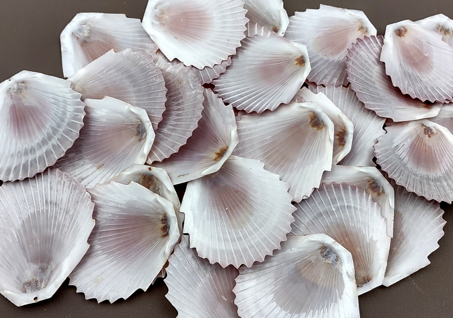 Sun & Moon Brown Zig Zag Polished Scallop Seashells - (10 shells approx. 3 inches). Multiple different shaded shells in a pile. Copyright 2022 SeaShellSupply.com.