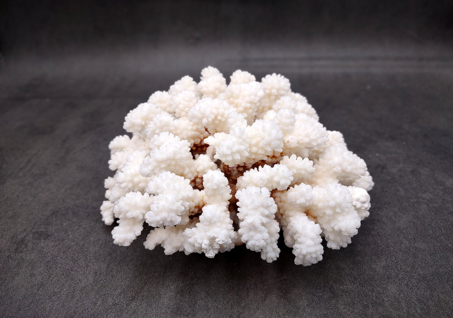 Brownstem White Coral Cluster Pocillopora Verrucosa (1 coral approx. 6.2L x 3H x 5.5D inches) Coral for coastal collections & display!