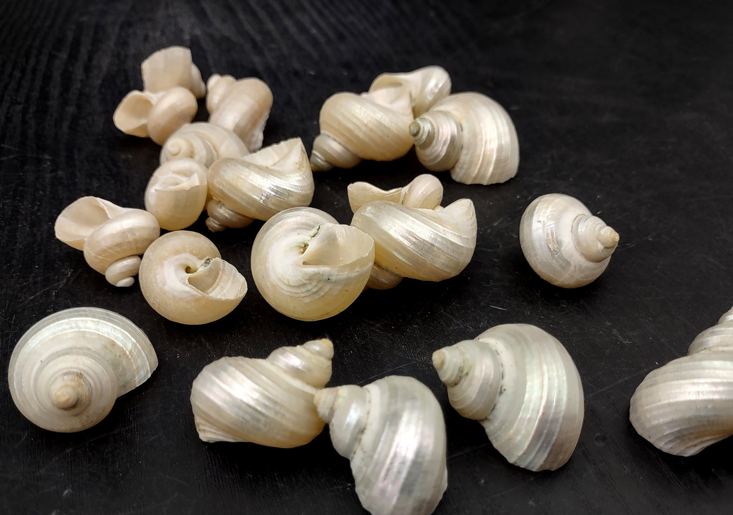 Pearlized Turbo Seashells (10 pcs.). Pile of spiral white glazed shells with medium sized openings. Copyright 2022 SeaShellSupply.com.