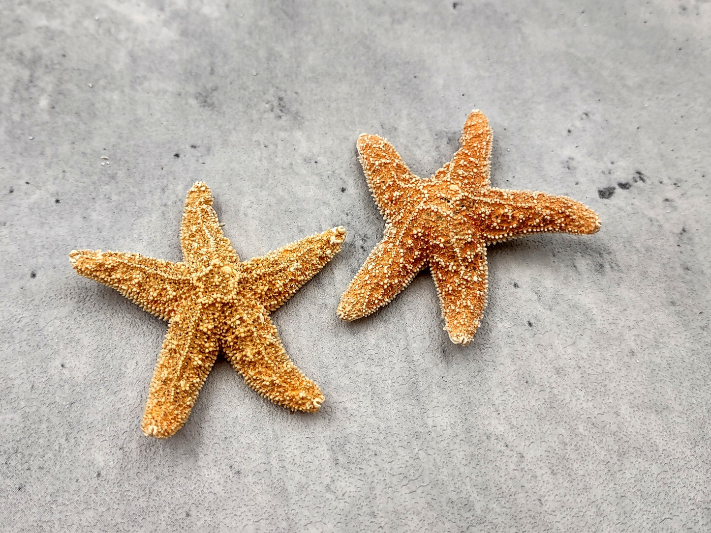 Small Sugar Starfish Piaster Ochraceus (2 starfish approx. 2+ inches) Perfect shells for coastal crafting décor & collections! Sand-colored textured Starfish. Copyright 2024 SeaShellSupply.com