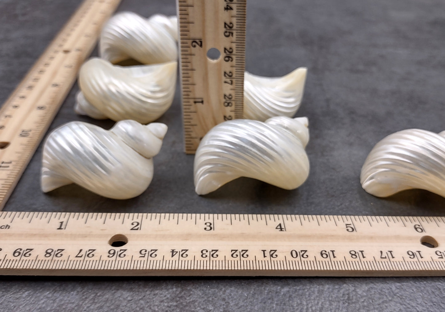 Pearlized Silver Mouth Turbo Seashells Turbo Argyrostoma (2 shells approx. 2+ inches) For hermit crabs art projects crafts & collecting!