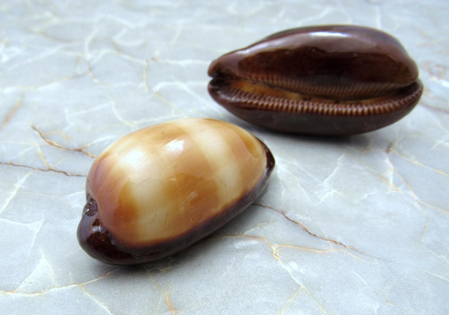 Mole Cowrie Shells (2 pcs.) - (2 inches) - Cypraea Talpa. Multiple tan and white shells in a pile. Copyright 2022 SeaShellSupply.com.