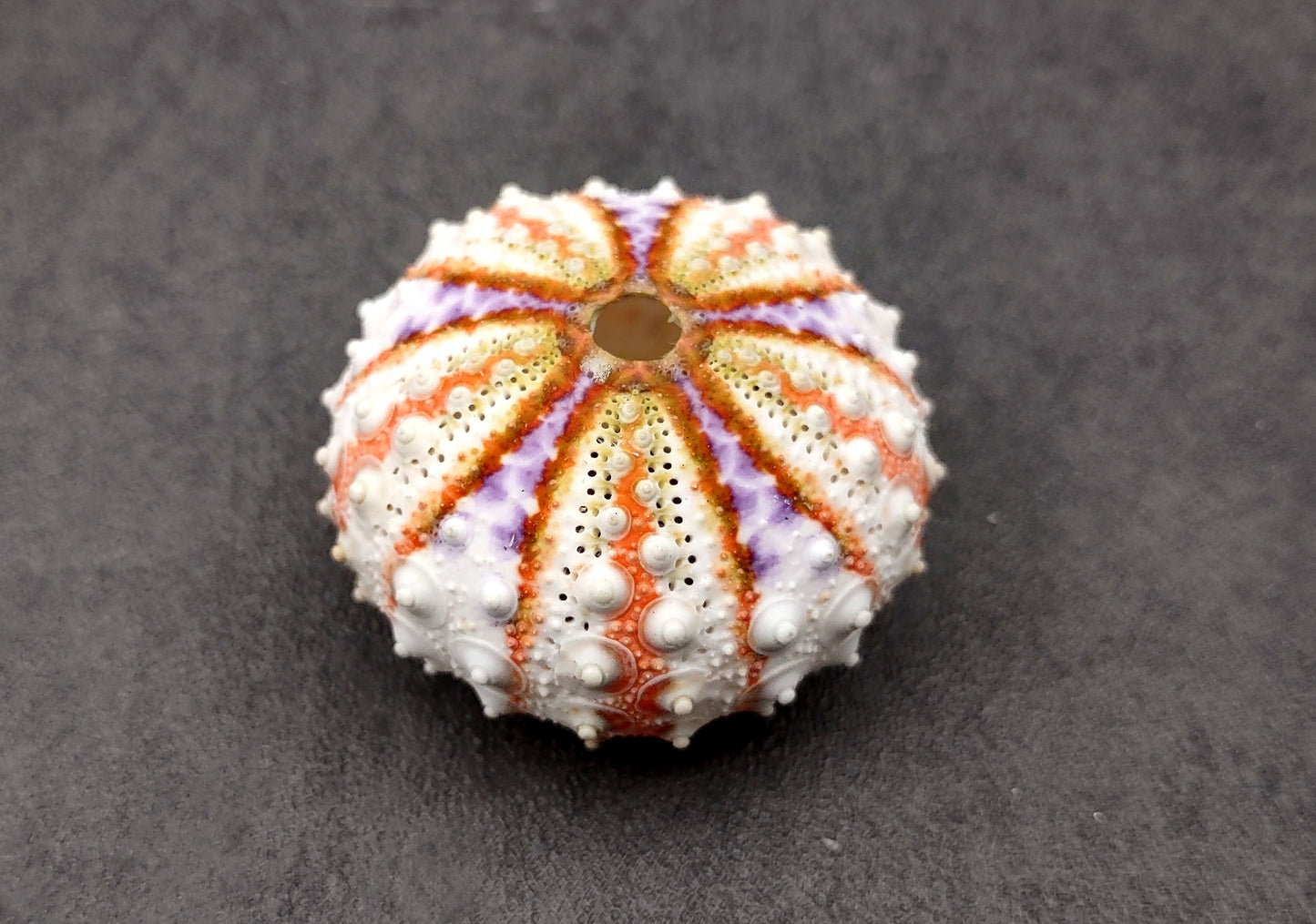 Deep Water Philippine Sea Urchin - Coelopleurus Mailardii - (1 urchin approx. .75-1 inch). Bright orange and purple urchins. Copyright 2024 SeaShellSupply.com.