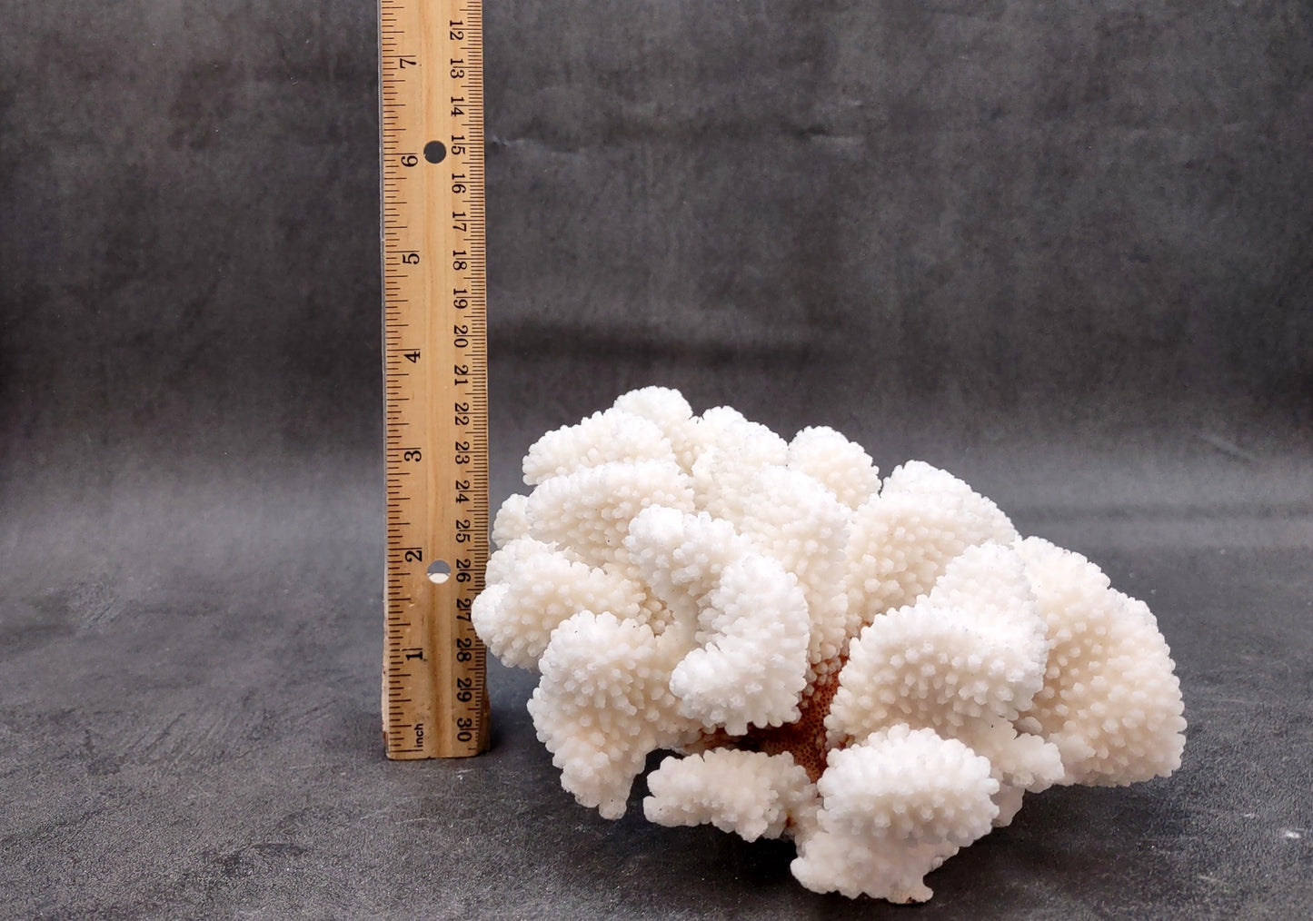 Brownstem White Coral Cluster Pocillopora Verrucosa (1 coral approx. 7L x 3H x 6D inches) Coral for coastal collections & display!