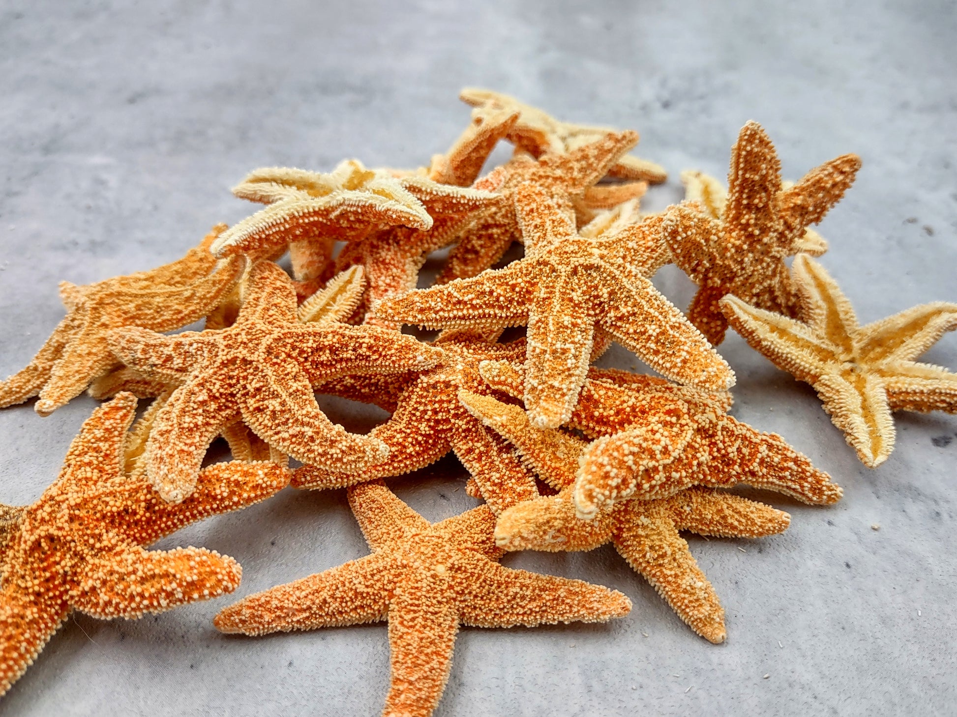 Small Sugar Starfish Piaster Ochraceus (2 starfish approx. 2+ inches) Perfect shells for coastal crafting décor & collections! Sand-colored textured Starfish. Copyright 2024 SeaShellSupply.com