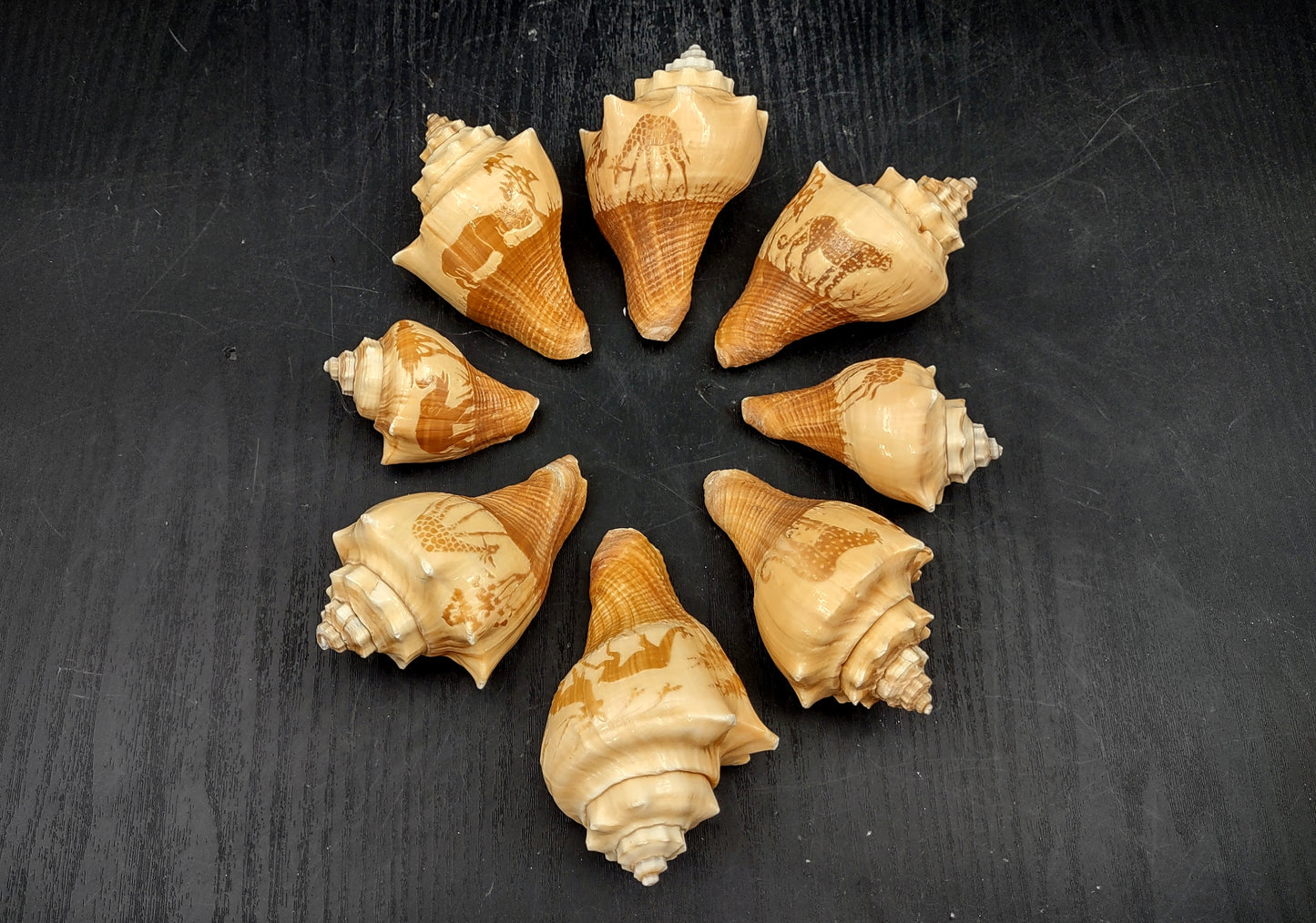 Carved Conch Seashell Decorative Set Lion Tiger Bear (3 shells approx. 3+ inches) Conch shells for coastal crafting display & collecting! Brown and tan spiral shells. Copy right 2024 SeaShellMart.com
