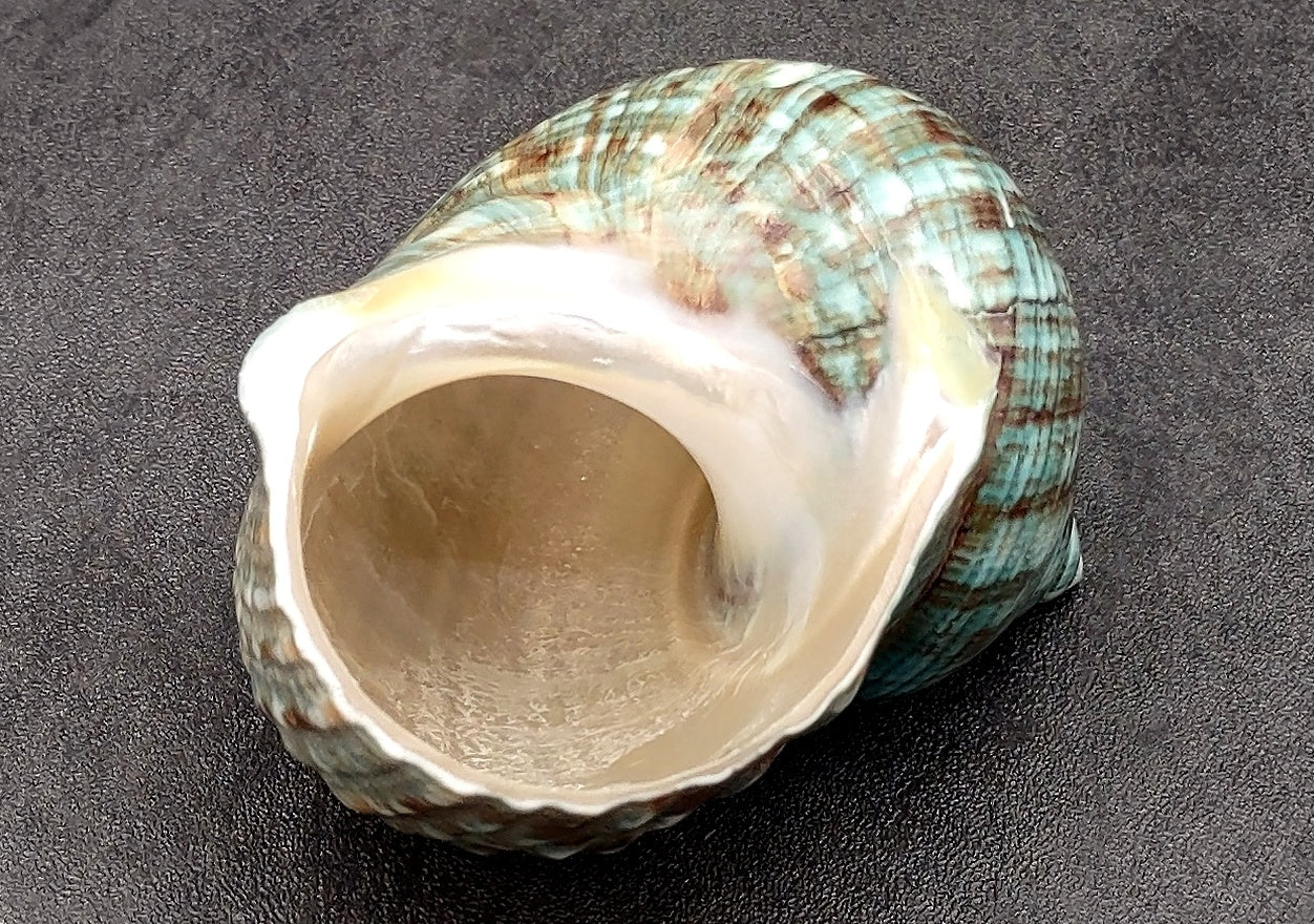 Polished Green Jade Turbo Shell Turbo Burgessi (1 shell approx. 3.5+ inches) Smooth Green Shell for Hermit Crab Home Display & Collecting!