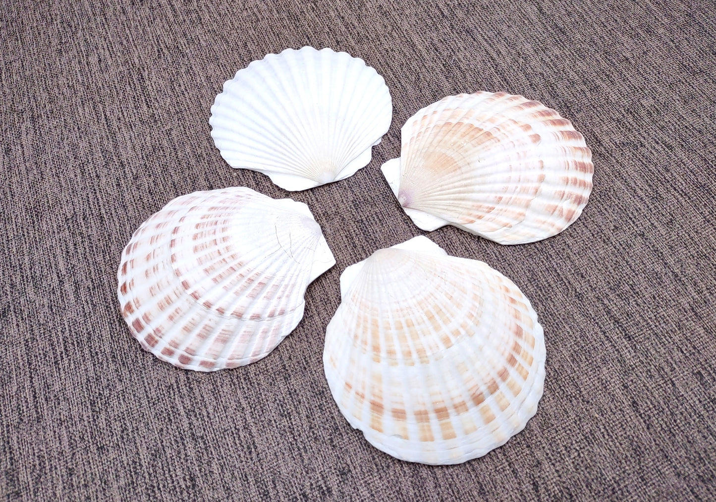 Irish Deep Baking Scallop Seashells - Pecten Yessoensis - (4 shells approx. 3 - 4")
4 white scallop sea shells on a stone background
Copyright 2022 SeaShellSupply.com