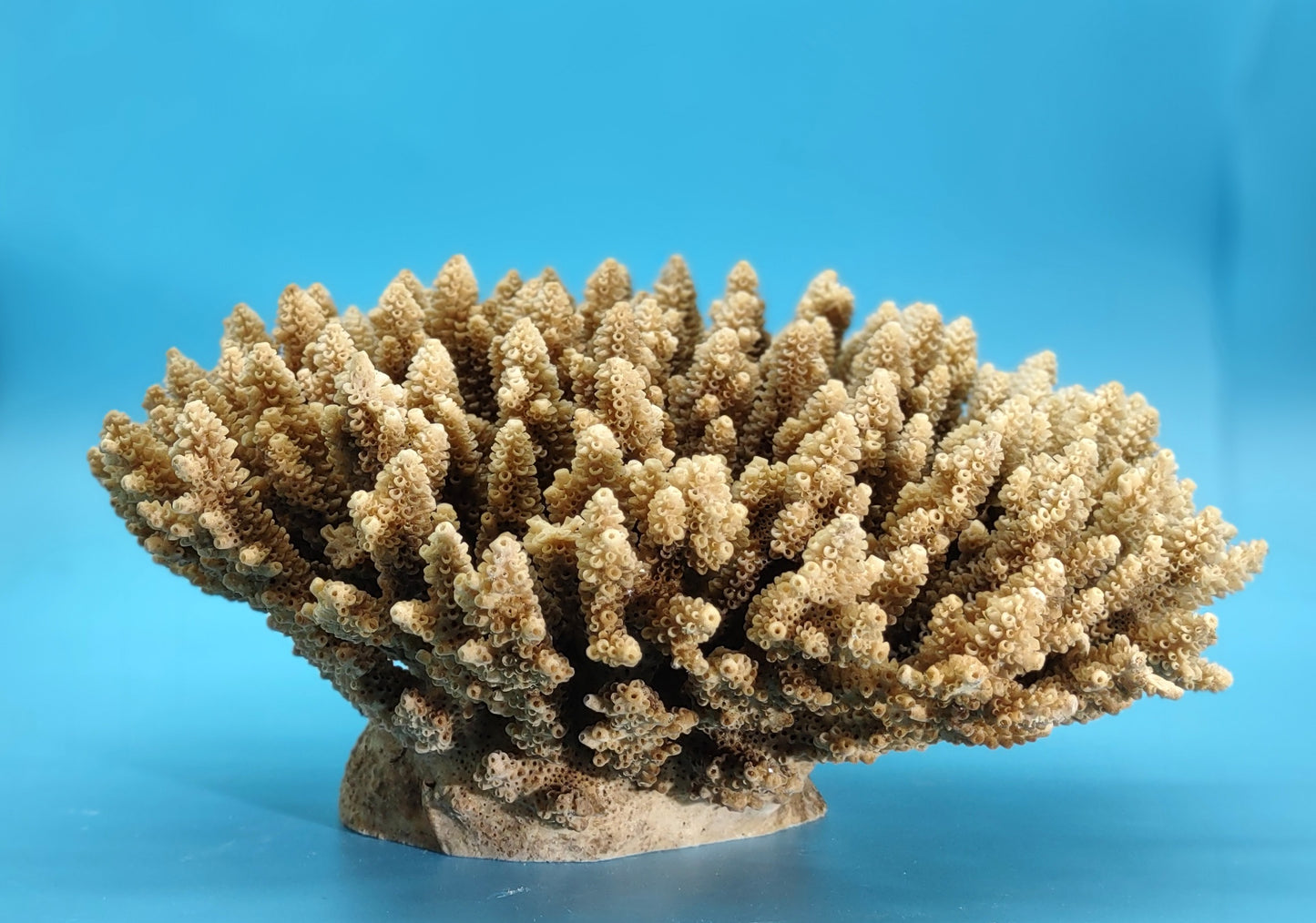 Off White Natural Table Coral Cluster Acropora Latistella (1 coral approx. 7-8+ inches) For home decor display & collecting!