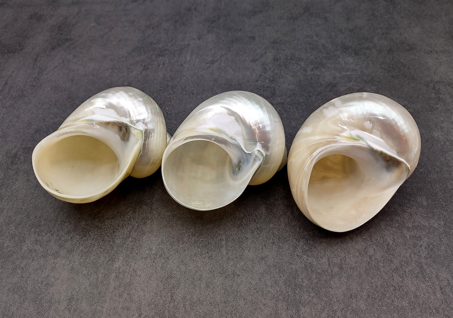 Pearlized Jade Turbo Shell Turbo Burgessi (1 shell approx. 3.5+ inches) Perfect shells for coastal crafting decor & collections!