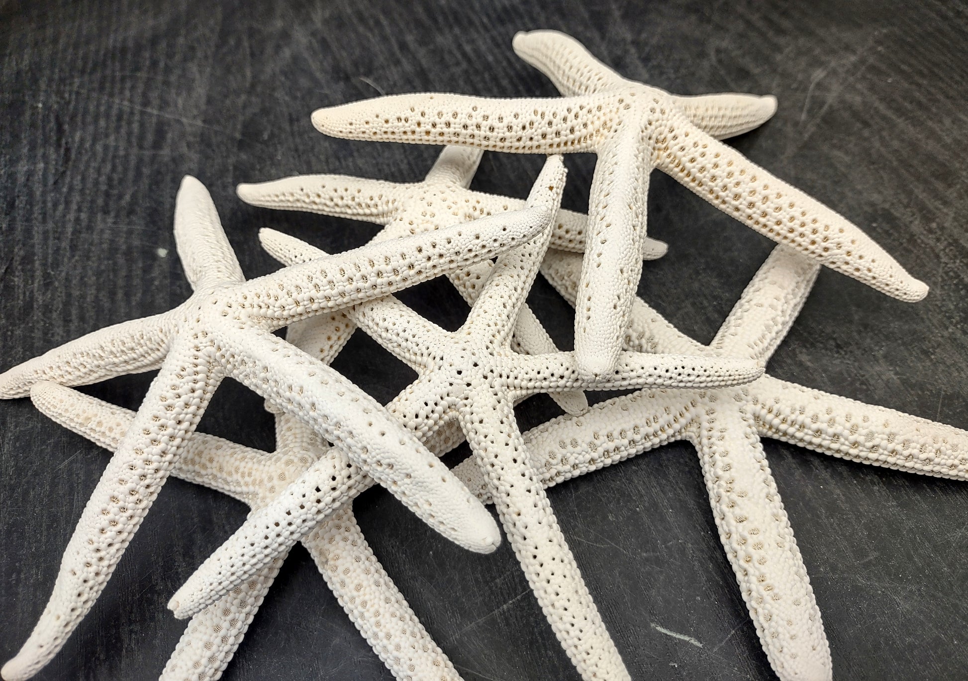 White Finger Starfish (2 pcs.) - (5-6 inches) - Linka Laevigata. Two white ribbed Starfish with long thin branches. Copyright 2022 SeaShellSupply.com.