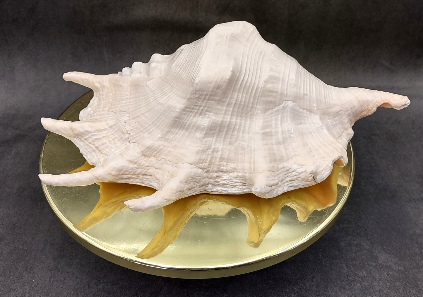 Giant Spider Conch Seashell XL Lambis Truncata (1 shell approx. 10+ inches) B GRADE Great Value For Decor, Arts, Crafts & Collecting!