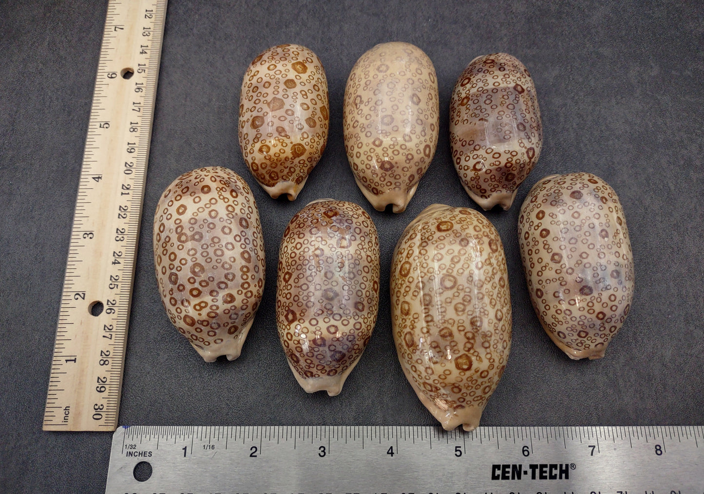 Eyed Cowrie Seashell - Cypraea Argus - (1 shell approx. 2.5-3 inches). Two shells, one showing the ribbed jagged edge of the wrapping of the shell and the other showing the outside design. Copyright 2022 SeaShellSupply.com.