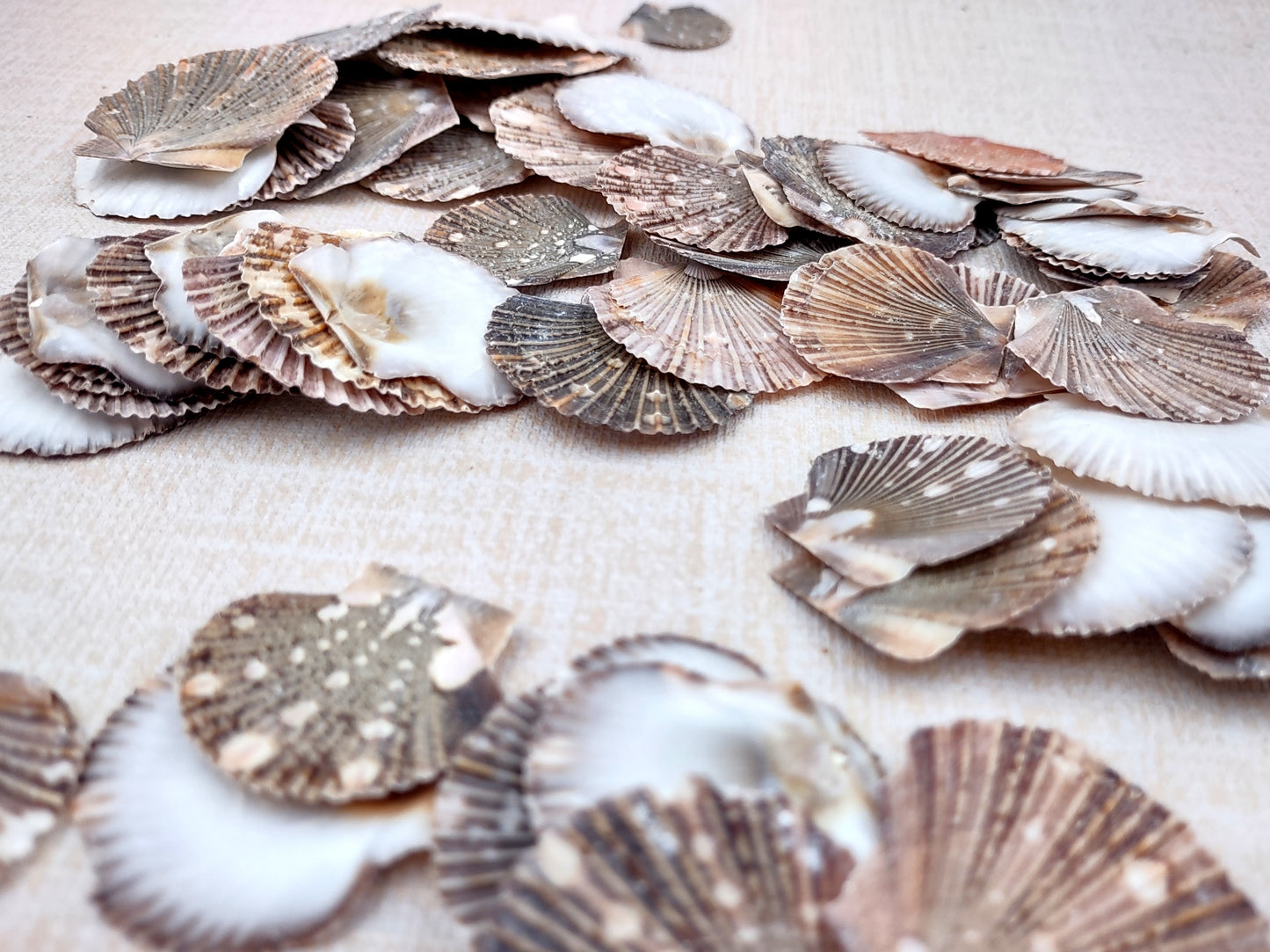 Flat Pixie Scallop Seashells Pecten (approx. half cup 10+ shells 0.5-1+ inches) Perfect shells for coastal crafting décor & collections!