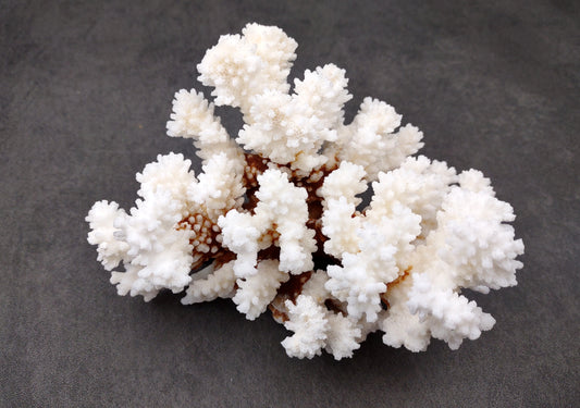 Brownstem White Coral Cluster (1 coral approx. 5-6+ inches) Coral cluster perfect for any coastal collection or fun artistic display!