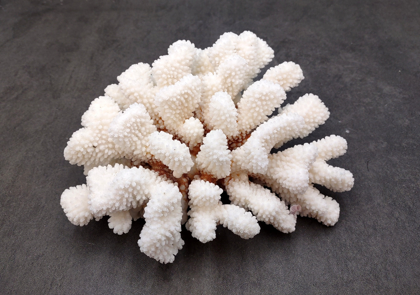 Brownstem White Coral Cluster Pocillopora Verrucosa (1 coral approx. 7L x 3H x 6D inches) Coral for coastal collections & display!