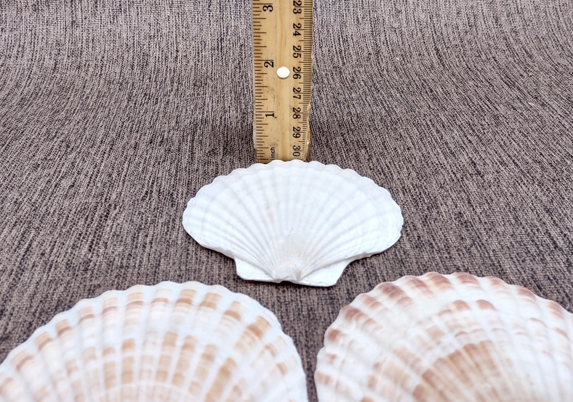 Irish Deep Baking Scallop Seashells - Pecten Yessoensis - (4 shells approx. 3 - 4")
4 white scallop sea shells on a stone background
Copyright 2022 SeaShellSupply.com