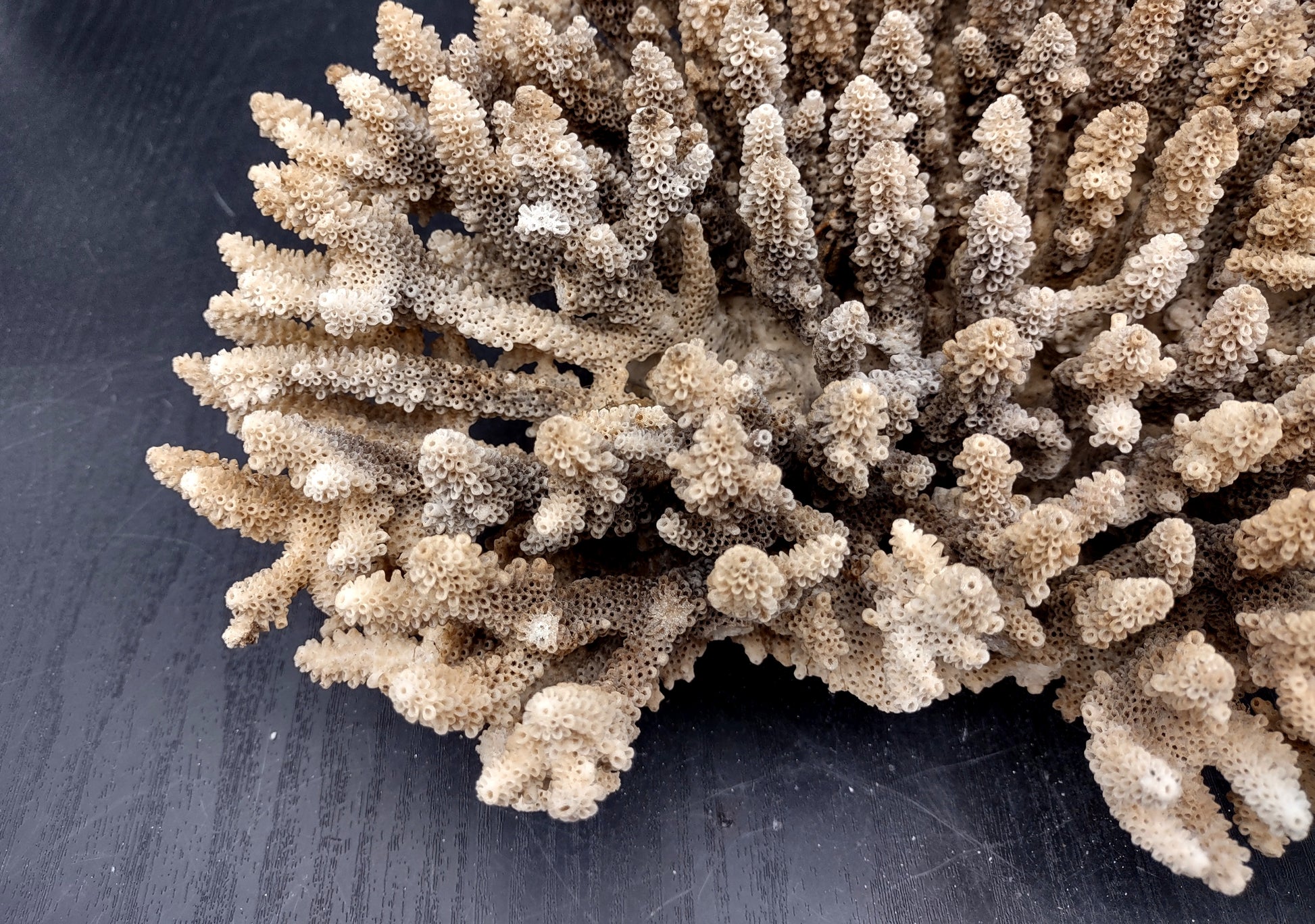 Image of Off White Natural Table Coral Large Cluster Acropora Latistella (1 coral approx. 12L x 4H x 10D inches) Copyright 2024 SeashellSupply.com