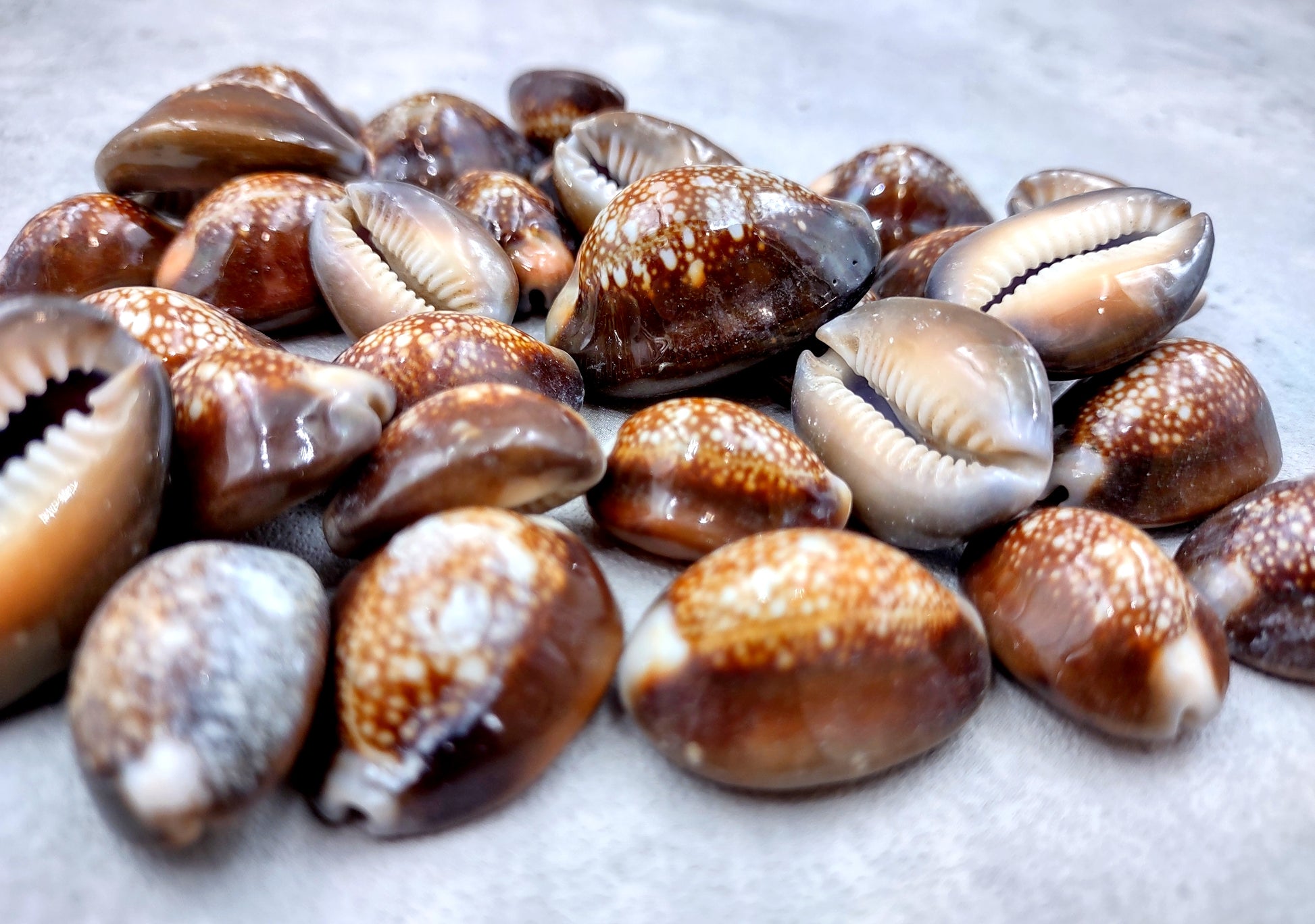 Serpent Head Cowrie Shells (.75-1.25 inches) - (10 pcs.) - Cypraea Caputserpentis. Multiple brown shells with white and tan specks on the top with a wide opening below. Copyright 2024 SeaShellSupply.com.