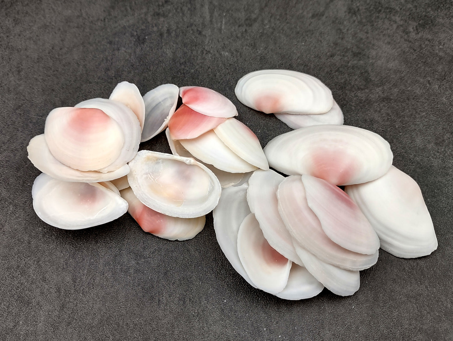 Light Pink Tellin Seashell Rose Petal Halves (30 shells approx. 1+ inches) Rose Pink White Sea Shells for home crafts & art projects!