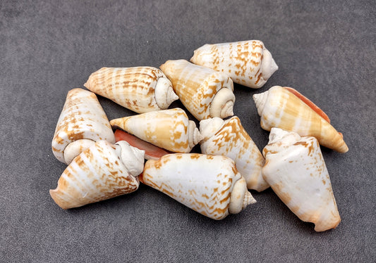 Strawberry Conch Seashells (10 pcs.) - Conomurex Luhuanus. Multiple white and tanned small shells in a pile. Copyright 2024 SeaShellSupply.com.