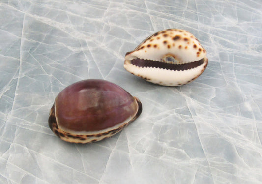 Money Cowrie Seashells - Cypraea Moneta - (approx. 35-40 shells 0.5-1  inches)