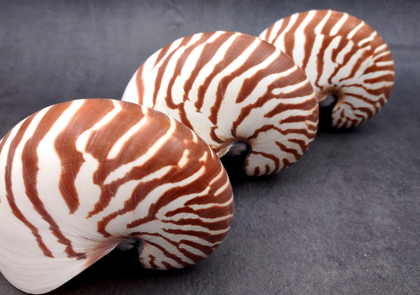 Natural Nautilus Seashell Nautilus Pompilius (1 shell approx. 5+ inches) Great shells for coastal crafting decor & collections!