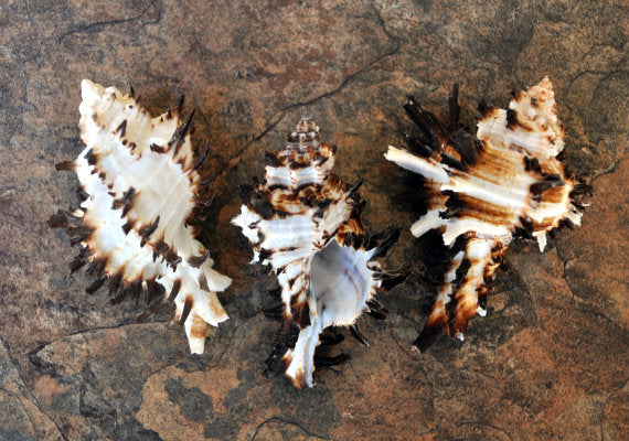 Baby Endive Murex Seashell - Murex Endivia - (5 shells, approx. 2-3" each)