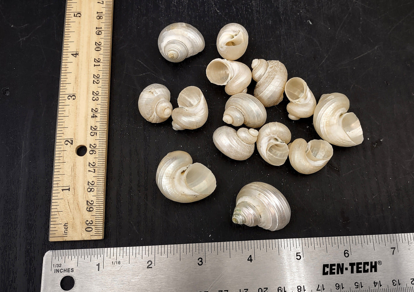 Pearlized Turbo Seashells (10 pcs.). Pile of spiral white glazed shells with medium sized openings. Copyright 2022 SeaShellSupply.com.