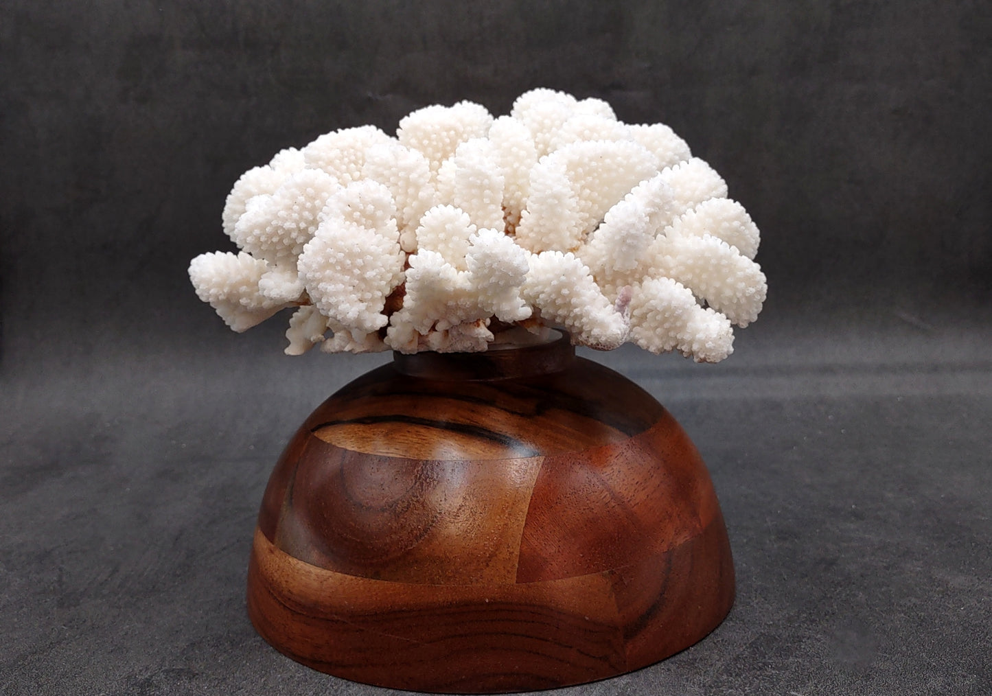 Brownstem White Coral Cluster Pocillopora Verrucosa (1 coral approx. 7L x 3H x 6D inches) Coral for coastal collections & display!