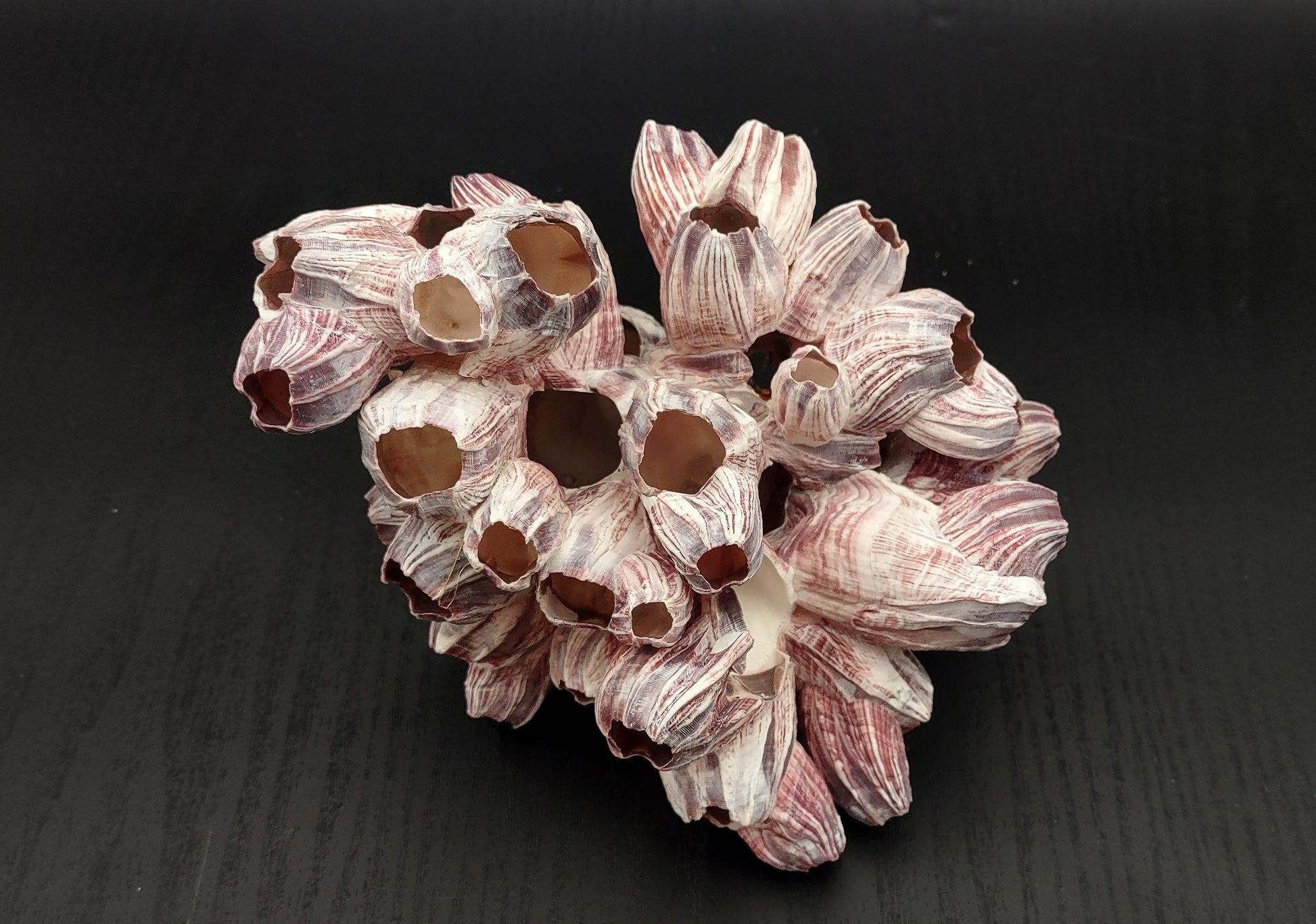 Purple Barnacle Cluster (1 barnacle cluster approx. 5-7 inches) rainbow colored shell. Copyright 2024 SeaShellSupply.com.