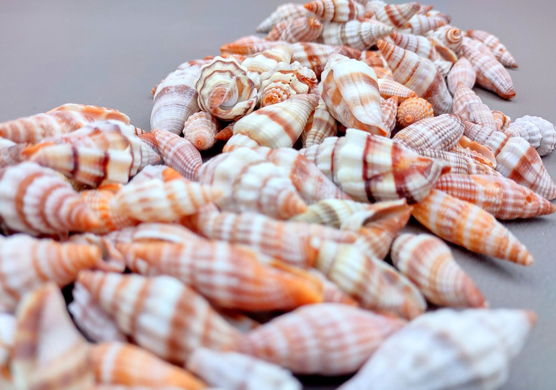 Assorted Miter Seashells (appx. 22-25 pcs.). Multiple red and orange shaded spiral ribbed shells in a pile. Copyright 2024 SeaShellSupply.com.