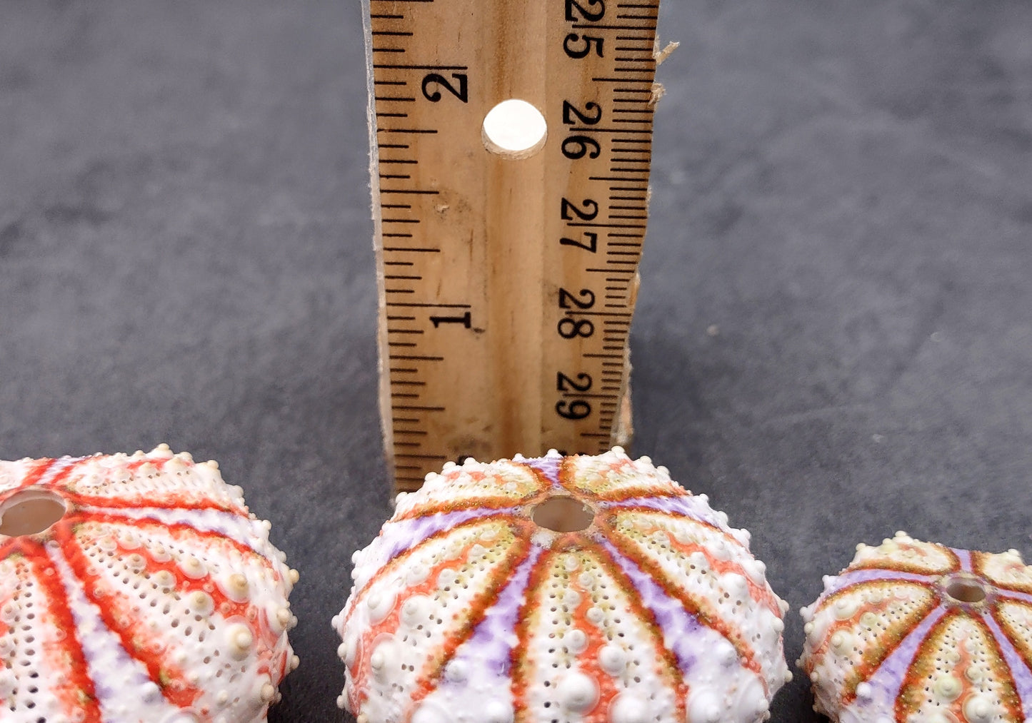 Deep Water Philippine Sea Urchin - Coelopleurus Mailardii - (1 urchin approx. .75-1 inch). Bright orange and purple urchins. Copyright 2024 SeaShellSupply.com.