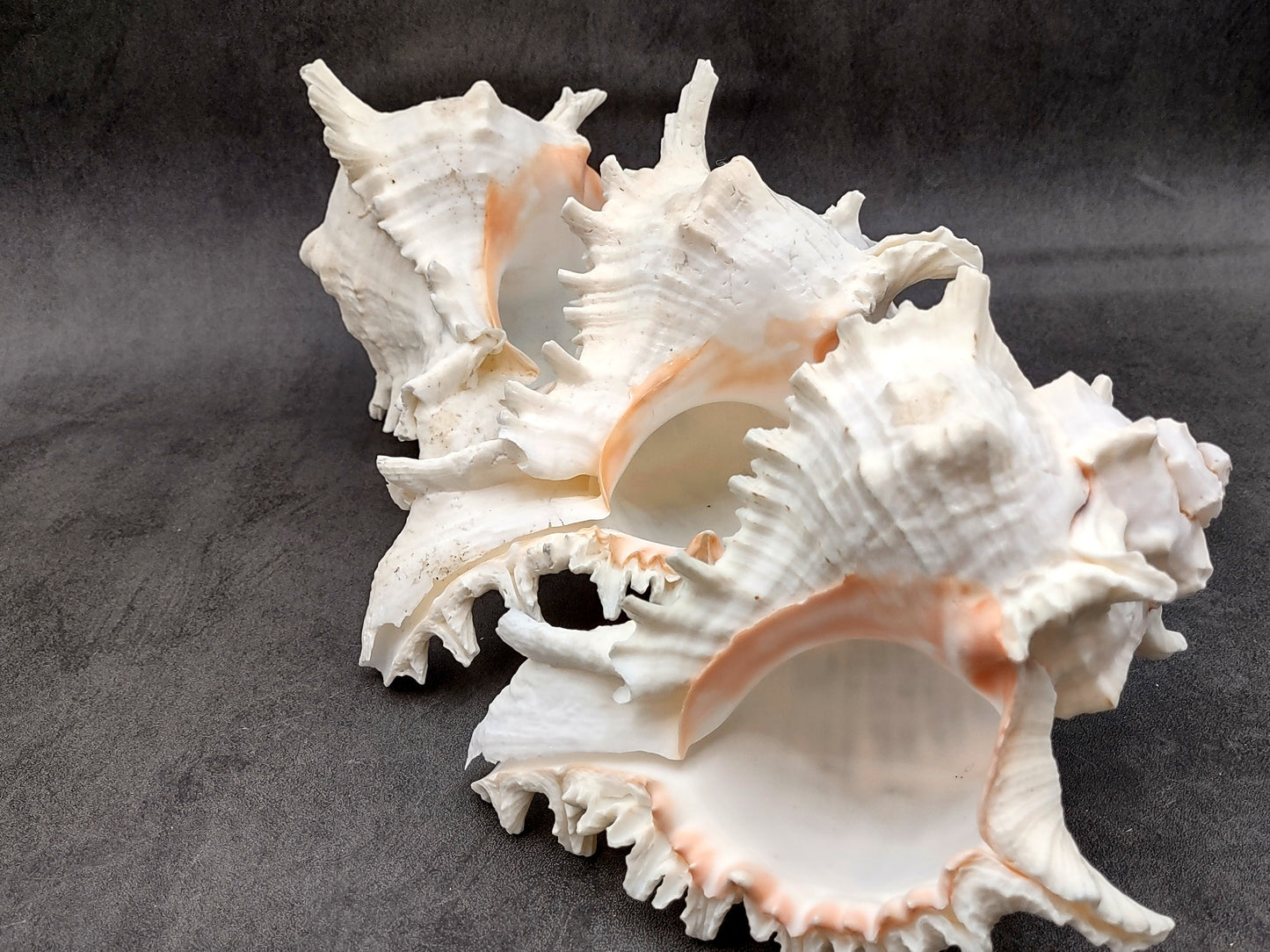 Large Ramose Murex White Seashell Chicoreus Ramosa (1 shell approx. 6.5+ inches) B GRADE Great Value For Decor Arts Crafts & Collecting!